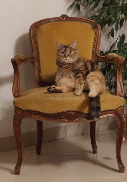 Kitcat