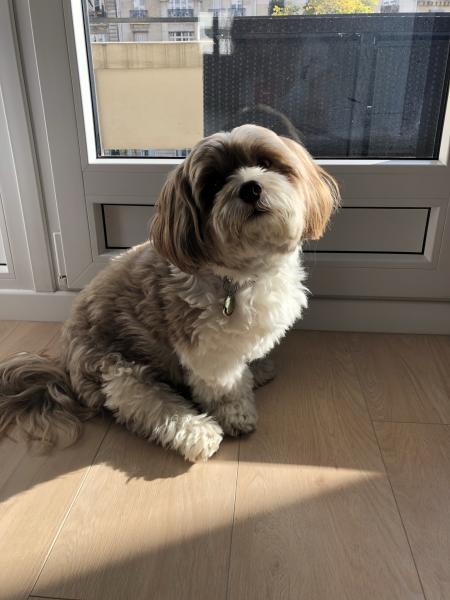 Buddy
