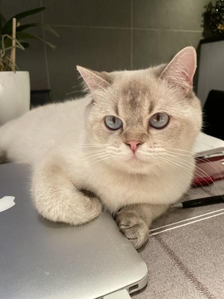 Ruxi