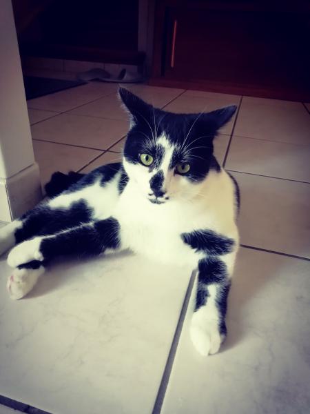 Papillon