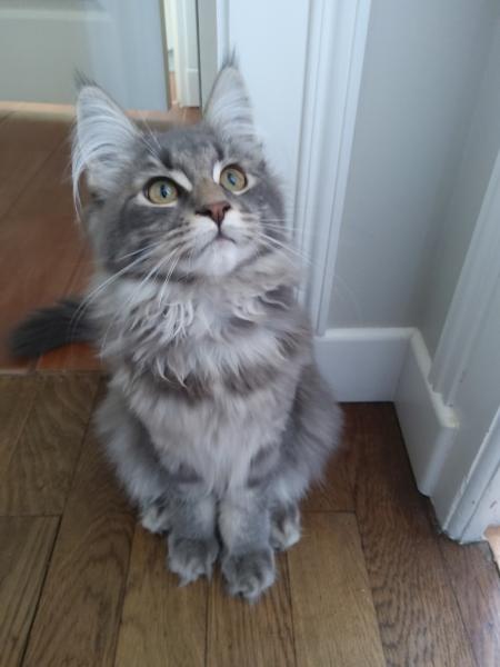 Vladimir