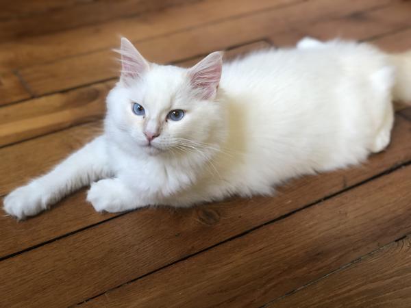 PIXEL