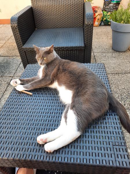 Pépito