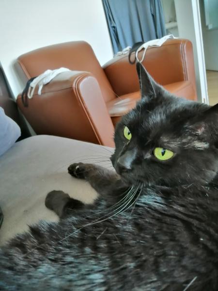 Titi