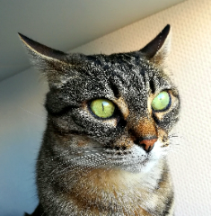 Naya