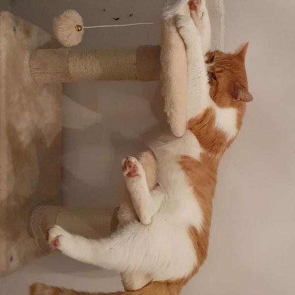 Garfield