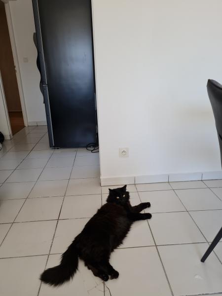 Oreo