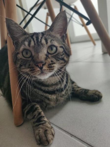 Milo