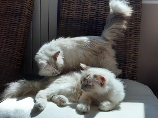 Praline et Roxanne