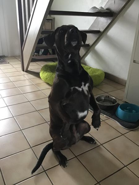 Nala