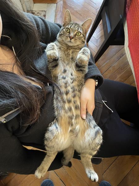 Choupette