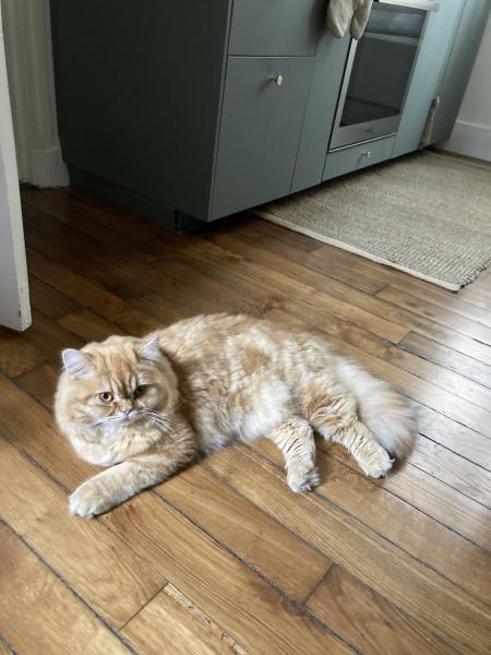 Mochi
