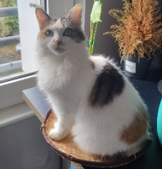 Freyja