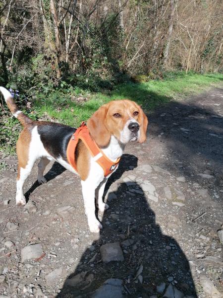 PEPITO