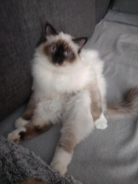 Pompom