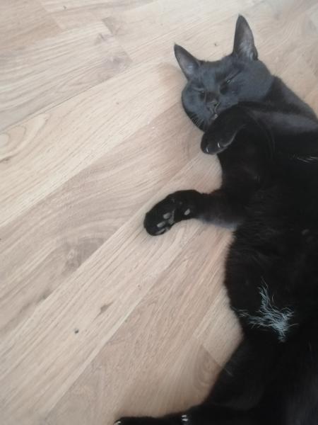 Minette