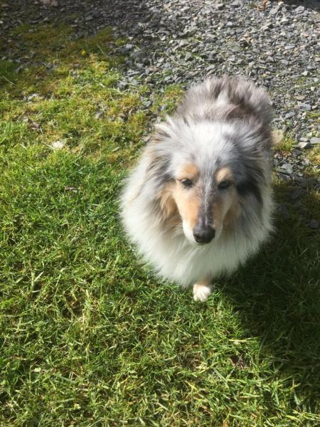 gessie