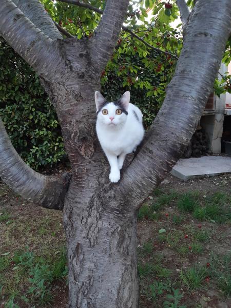 Nala