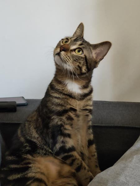 Mochi