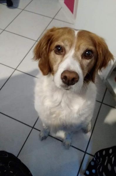 Daisy