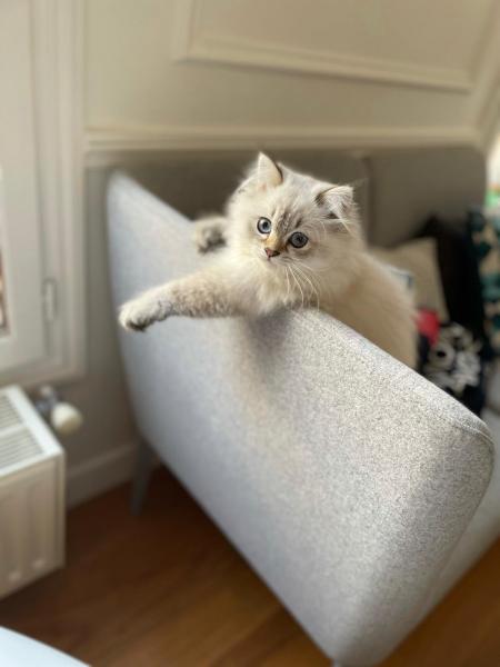 Simon