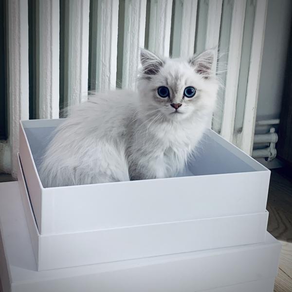 Shiro
