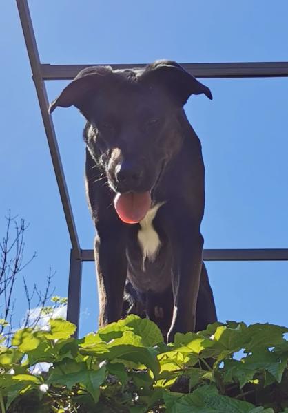 Oscar