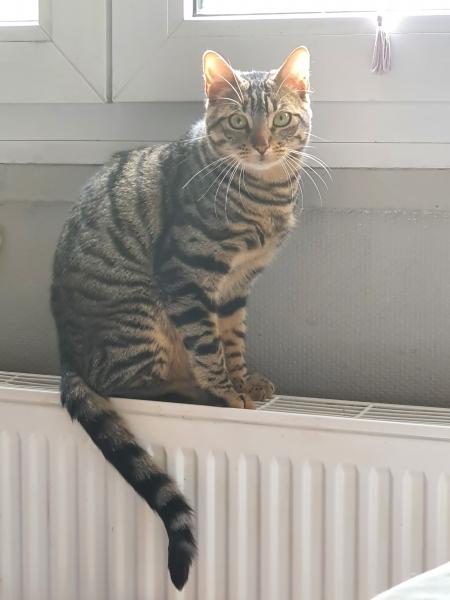 Minou
