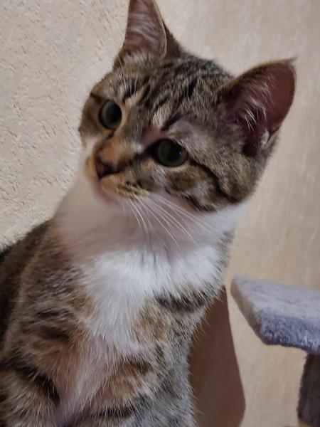 Tekila