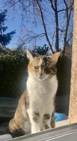 Minette