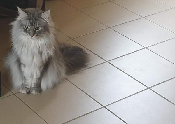 MILO