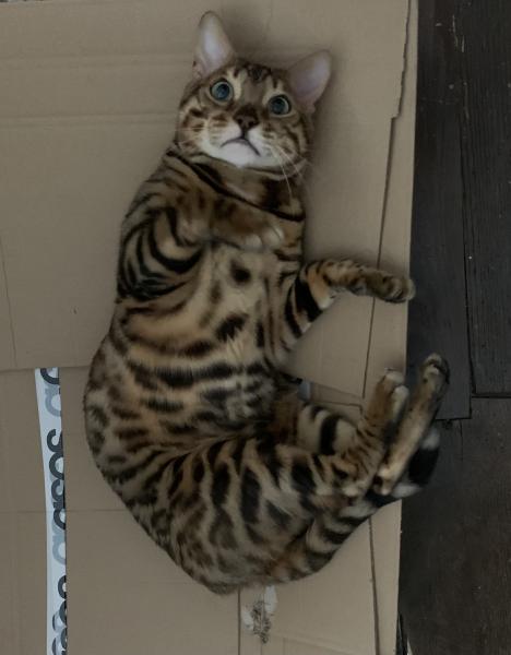 Paco