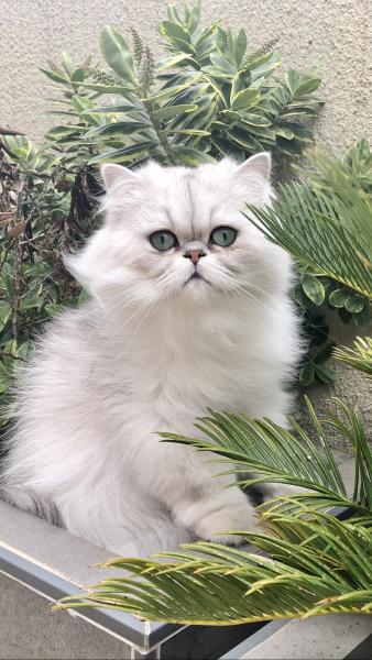 Berlioz