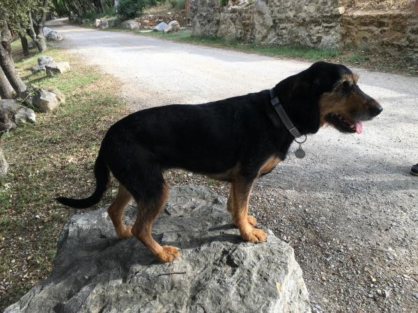 Maya