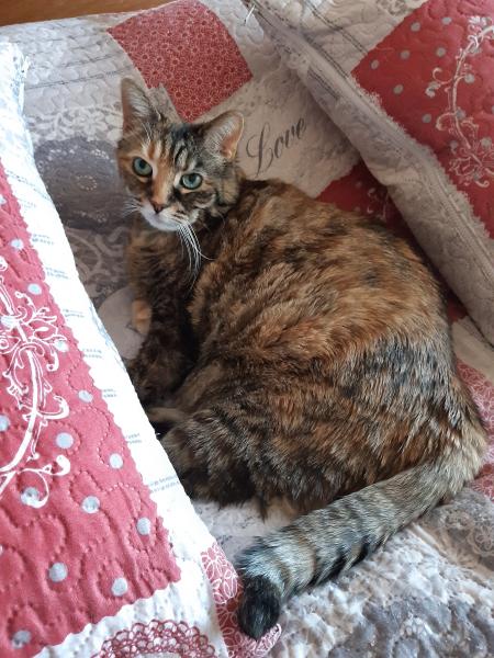 Clochette