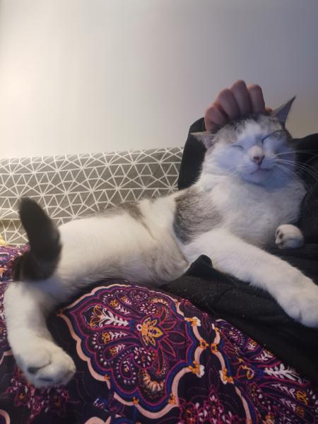 Mèo