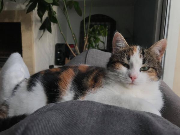 Pepita