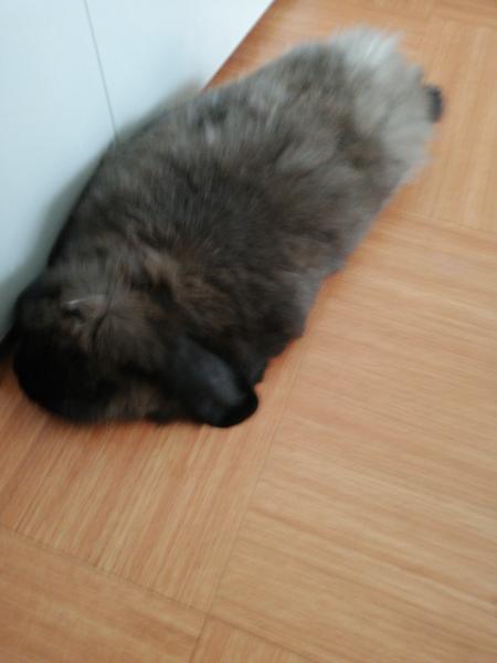 BUNNY
