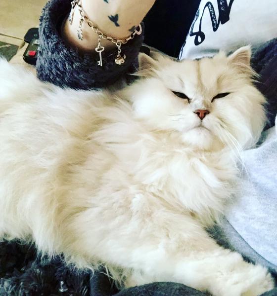 Chatou mimi