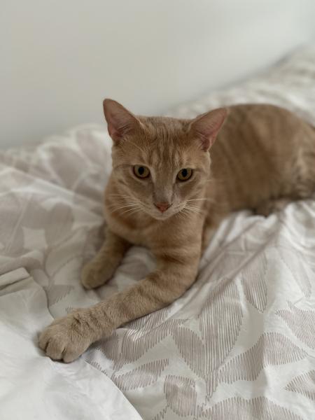 Koda