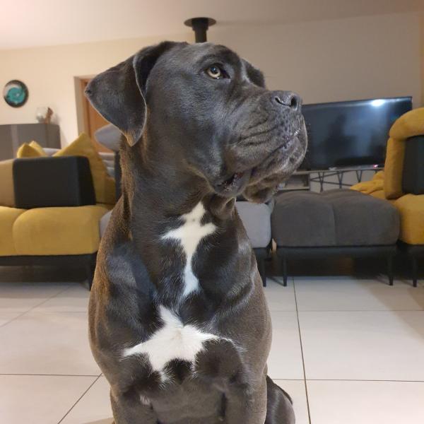 Talya