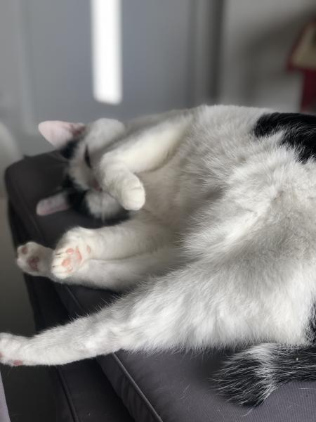 Minou