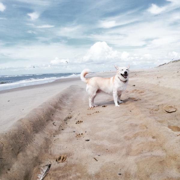 Nala