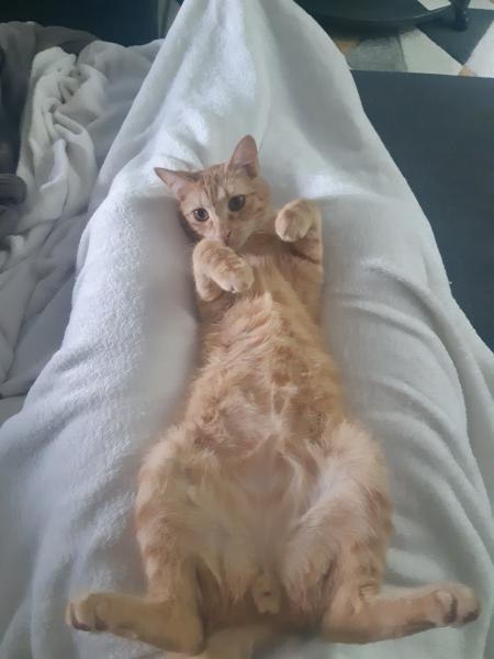 Tigrou