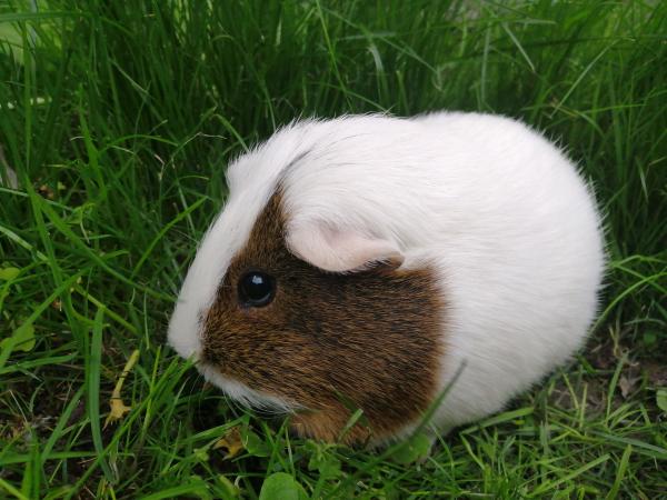 Bunny
