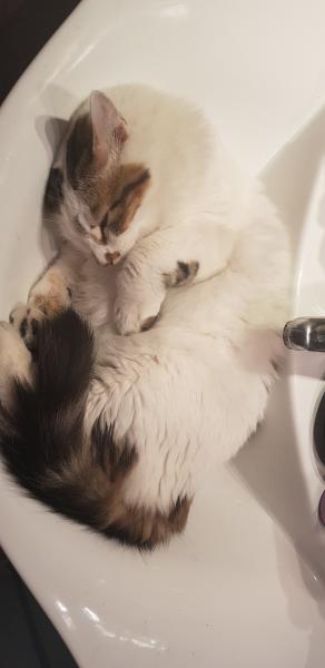 Nunki