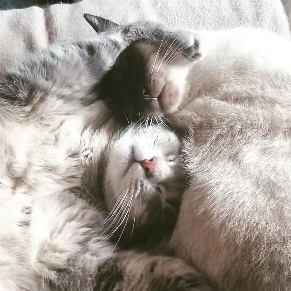 Nibbler