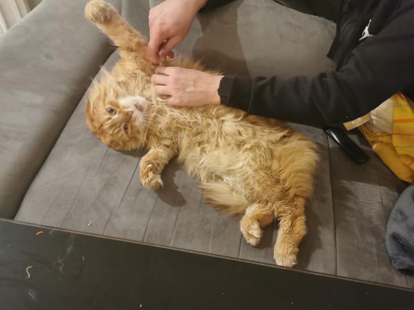 Flaubert