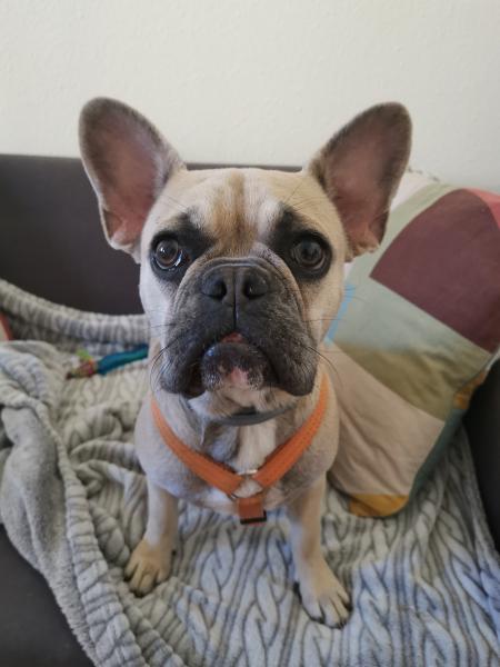 Maya