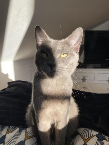 Loki